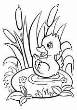 Duckling Piccolo Sveglio Sullo Nuota Anatroccolo Stagno sketch template