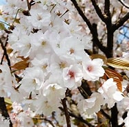 佐野桜 に対する画像結果.サイズ: 188 x 185。ソース: www.hananokai.or.jp