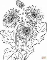 Daisy Coloring Pages Gerbera African Jamesonii Drawing Daisies Printable Flowers Flower Supercoloring Silhouettes Gif sketch template