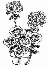 Clipart Geraniums Flower Clip Geranium Drawing Coloring Drawings Pages Flowers Line Adult Cliparts Simple Ink Wedding Arrangement Misc Embroidery Red sketch template
