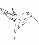 Burung Sketsa Contour Birds Hummingbird Ptak Colibri Birdie Menarik Unik Sindunesia Locie Picpng sketch template