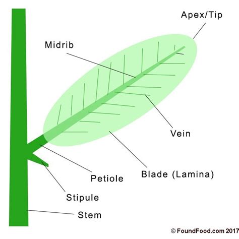structure  parts   leaf  food
