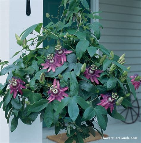 Passion Flower Indoor How To To Grow Passion Vine Flower Indoors