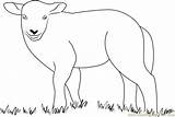 Coloringpages101 Lambs sketch template