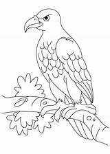 Eagle Coloring Pages Drawing Sitting Eagles Bald Template Wedge Tailed Angry Kids Printable Templates Philippine Golden Color Books Animal Bird sketch template