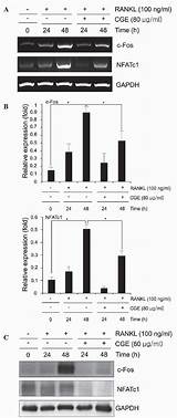 Fos Nfatc1 Inhibition Osteoclast Rankl Differentiation Mmr Induced Downregulation Extract Through Figure Publications Spandidos sketch template