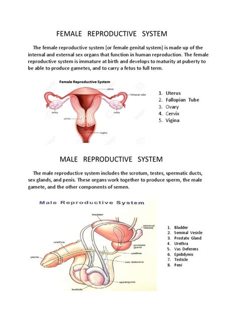 Human Reproductive System Pdf Reproductive System Human Reproduction