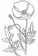 Poppy Coloring Pages Flower Poppies Remembrance Template Anzac Color Flowers Printable Colouring Drawing Kids Simple California Sheets Templates Many Print sketch template