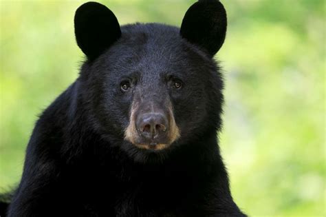 black bear attacks  humans  rare     scuffles