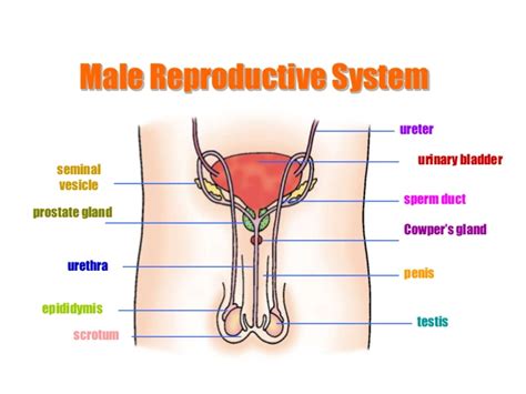 Biology Form 5 Chapter 4 4 1b Reproductive Organs