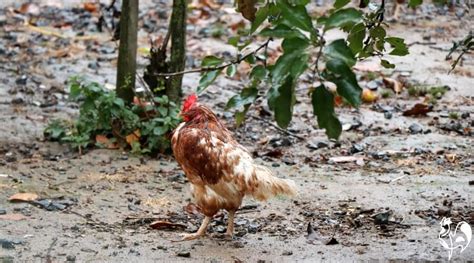 raising backyard chickens in february a to do list