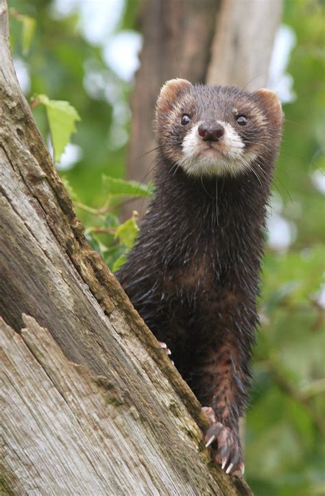 european polecat european polecat animals mustela