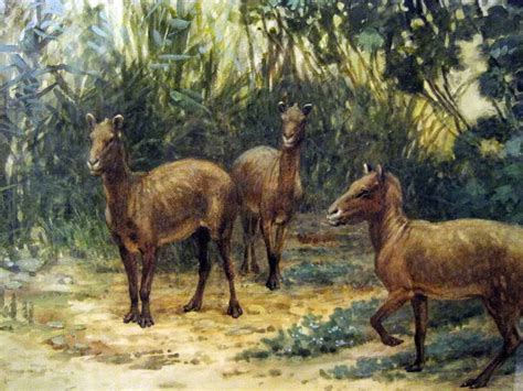 discover  extinct horse species   animals