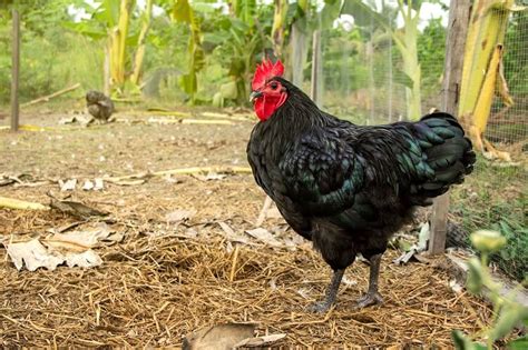 Australorp Egg Laying Colors Characteristics And More