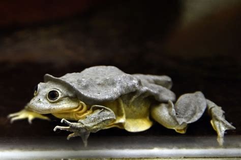 South American Scrotum Frog Must Be Saved Experts Say