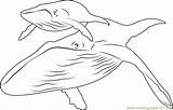 Whale Humpback Whales Coloringpages101 Print sketch template
