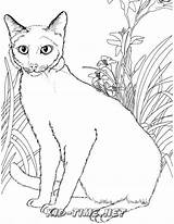 Coloring Colorear Gatos Dibujos sketch template