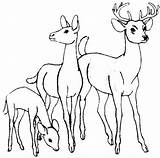 Waldtiere Veados Rehe Hirsch Deer Reh Hert Pferde Floresta Kleurplaten Família Ideen Tudodesenhos sketch template