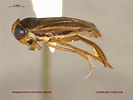 Image result for "hystrichaspis Fruticata". Size: 133 x 100. Source: www.zoology.ubc.ca