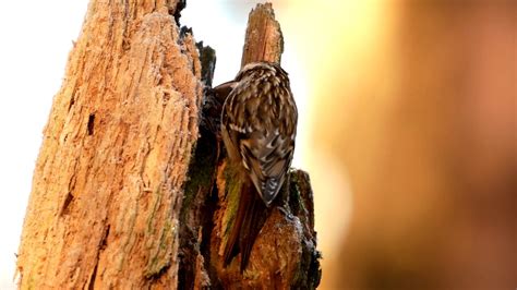 vogels kijken  het bos youtube