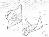 Manta Rays Realistic Stingray Draw Mantarrayas Supercoloring sketch template