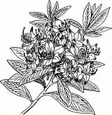 Rhododendron Openclipart Designlooter sketch template