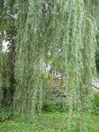 plants  people willows