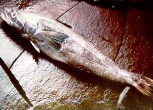 bbc news scitech toothfish  risk  illegal catches