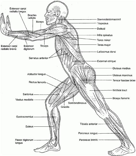 printable anatomy coloring pages
