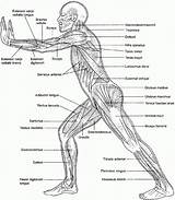 Anatomie Ausmalbilder Ausmalbild sketch template