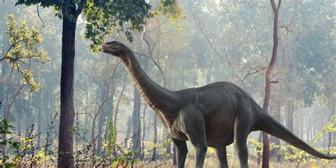 brontosaurus  apatosaurus whats  difference