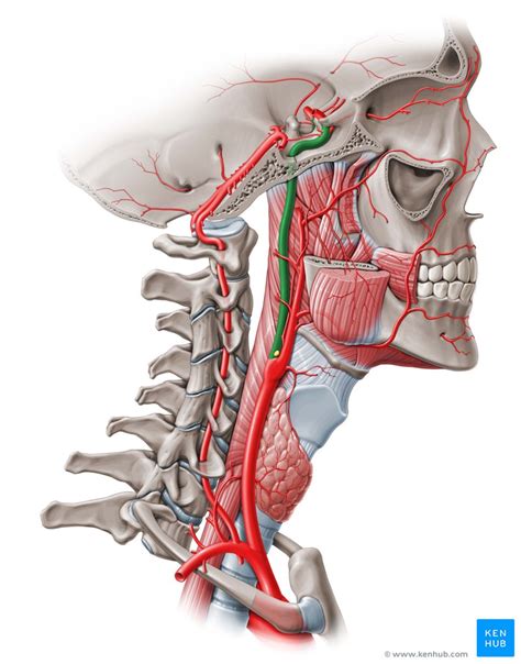 arteria carotis interna anatomie verlauf aeste klinik kenhub