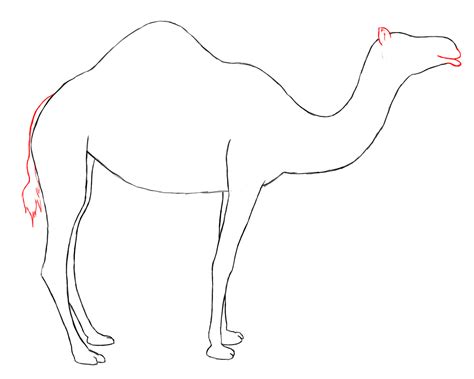 draw  camel draw central