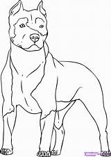 Coloring Pitbull Pages Printable Popular sketch template