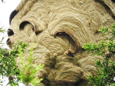 Giant Asian Hornets’ Nest Found In Tree In Tetbury Huffpost Uk