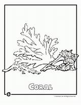 Endangered Coloring Animal Coral Pages Ocean sketch template