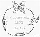 Butterfly Cycle Life Coloring Pages Kids Printable Insect Drawing Popular Cool2bkids sketch template