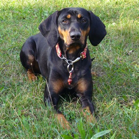 austrian black tan hound breed guide learn   austrian black