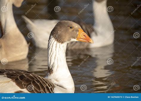 close    scania goose swimming   pond greylag goose anser anser  orange beak