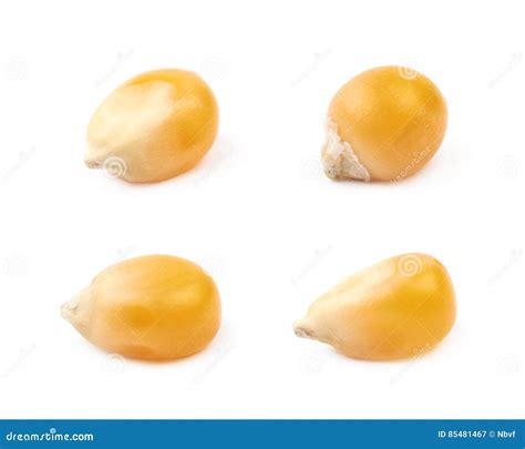 single corn kernel isolated stock image image  crop background