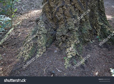 weathered roots douglas tree pseudotsuga menziesii stock photo  shutterstock