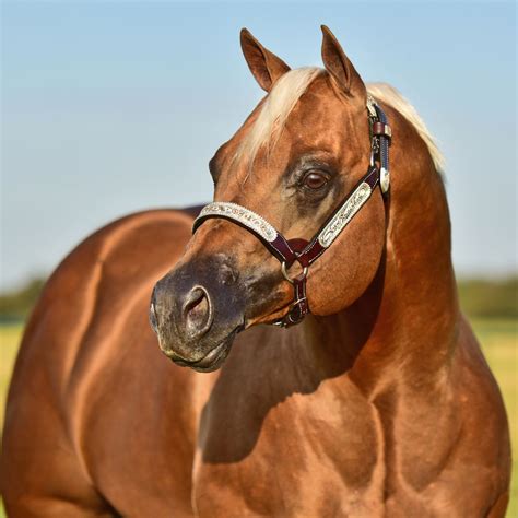 stallions terry bradshaw quarter horses quarter horse horses