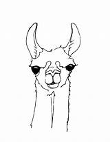 Llama Lama Line Animal Llamas Alpaca Kolorowanki Dibujo Coloriage Siebdruck Alpakas Dzieci Lernen Maggie Alpacas Malvorlagen Süßes Bestcoloringpagesforkids Wydruku sketch template