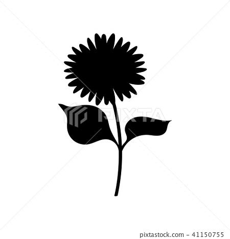 sunflower silhouette  leaves stock illustration  pixta