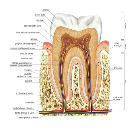 structure   molar photograph  asklepios medical atlas