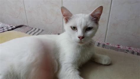 white persian cat doll face single coatedour doll face persian cat youtube