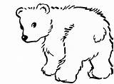 Bear Polar Coloring Pages Drawing Baby Outline Easy Cute Print Printable Christmas Color Animals Getdrawings Fluffy Drawings Kids Line Bares sketch template
