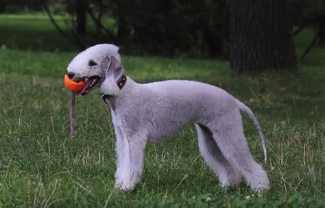rarest dog breeds   world