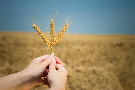Hands Holding Wheat Ears On Wheat Field Stock Image Image Of Food