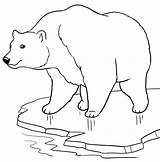 Urso Desenho Ursos Bears Mcoloring sketch template
